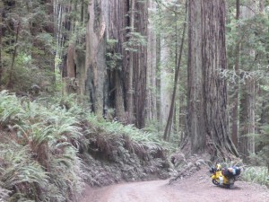 USA Kalifornien, Redwoods National Park. Nach etwa 16.000km.